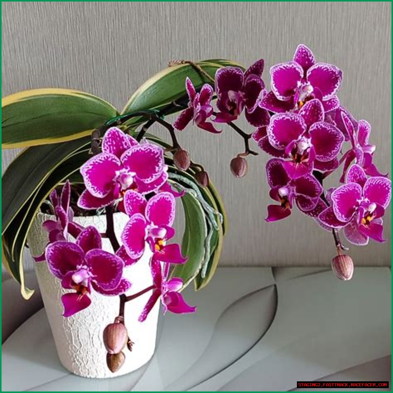 A Guide To Growing And Appreciating This Enchanting Orchid