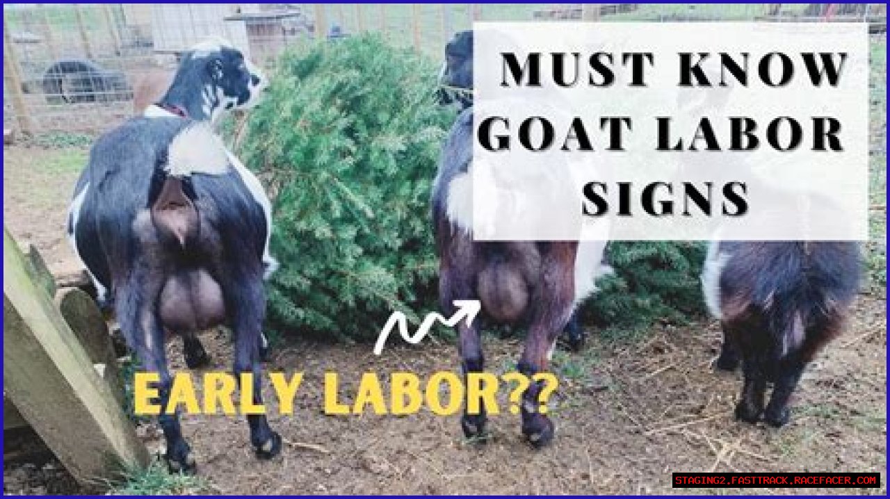 How To Know When Your GOAT Offer Is Accepted